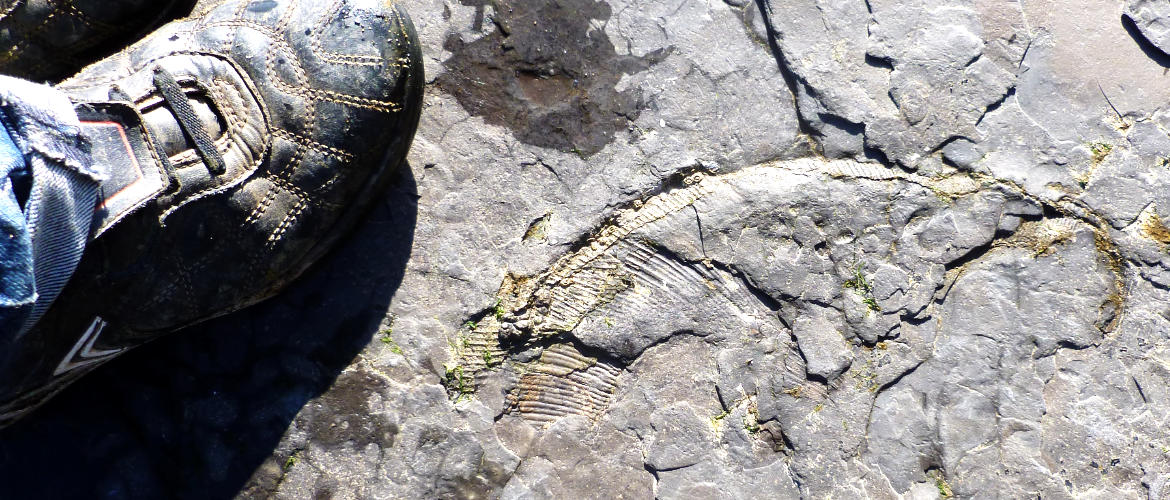 Ammonite fossil in bedrock Runswick