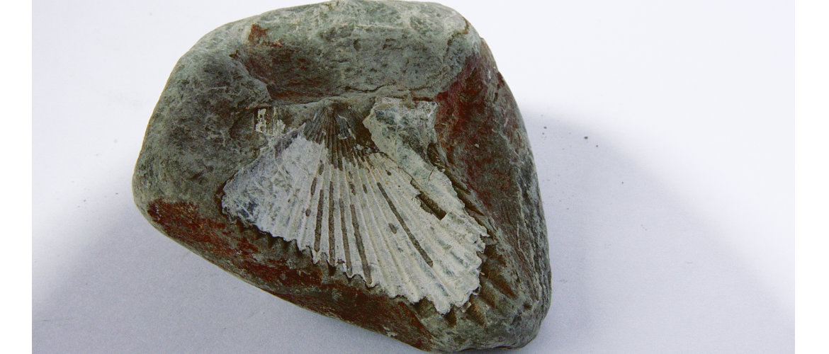 scallop fossil