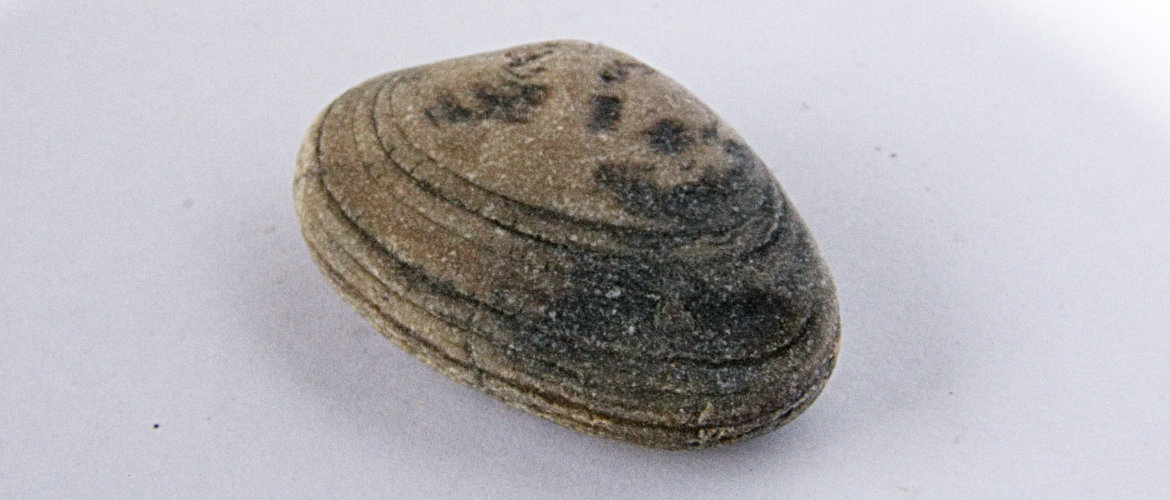 Clam fossil