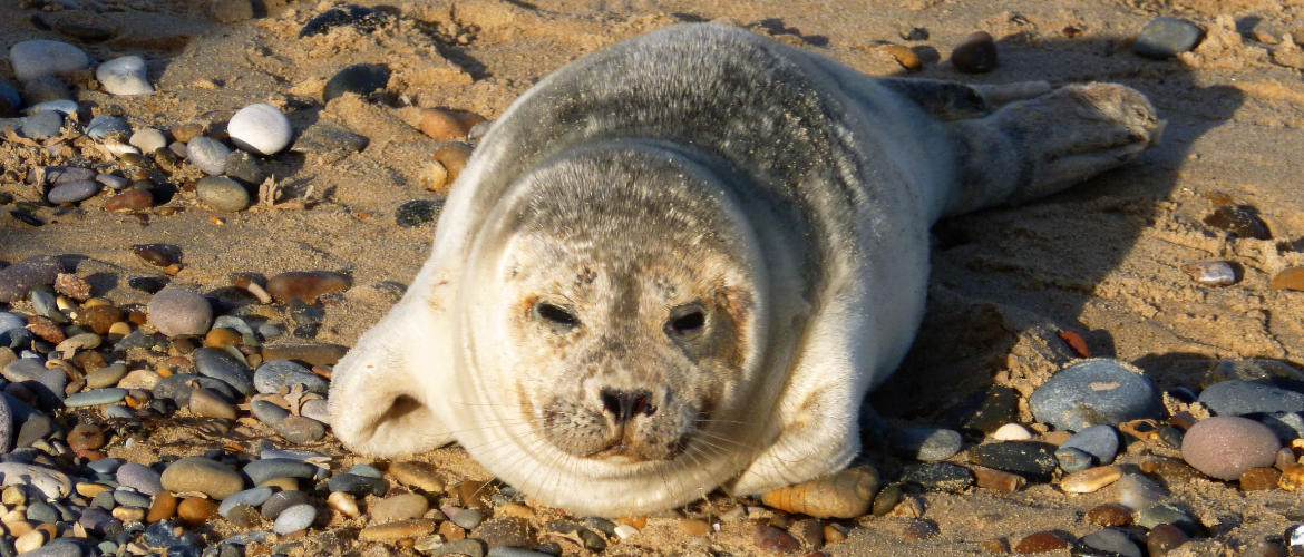 Hornsea young seal