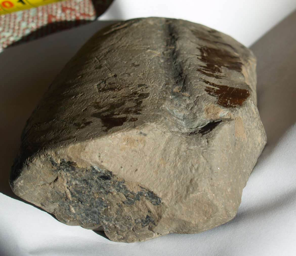 Yorkshire Coast Fossils | Photos And Where To Find Them