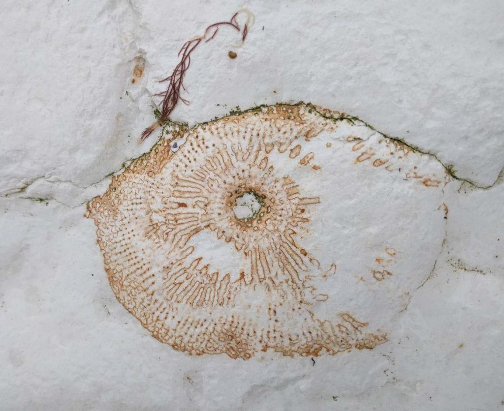 Yorkshire Coast fossils Photos and where to find them